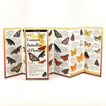 Common Butterflies of Florida